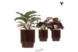 Calathea mix Kolibri Greens Calathea mix in Classy pot brown1 pp