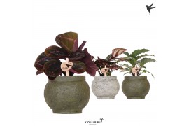 Calathea mix Kolibri Greens Calathea mix in Ancient pot green mix1 pp