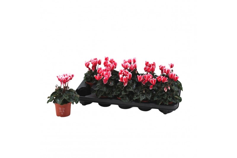 Cyclamen Metis Fantasia Artic Red Cyclamen Fantasia Artic Red 13 cm di 