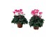 Cyclamen pers. midi indiaka Cyclamen Indiaka roze 13 cm diameter tweek 