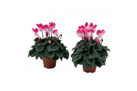 Cyclamen pers. midi indiaka Cyclamen Indiaka roze 13 cm diameter tweek