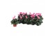 Cyclamen pers. midi indiaka Cyclamen Indiaka roze 13 cm diameter tweek 