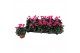 Cyclamen pers. super serie verano Cyclamen Super Serie Verano FLAME 13 