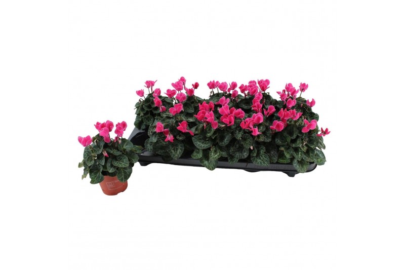 Cyclamen pers. super serie verano Cyclamen Super Serie Verano FLAME 13 