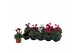 Cyclamen pers. super serie verano Cyclamen Super Serie Verano gemengd  