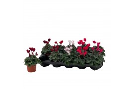 Cyclamen pers. super serie verano Cyclamen Super Serie Verano gemengd 