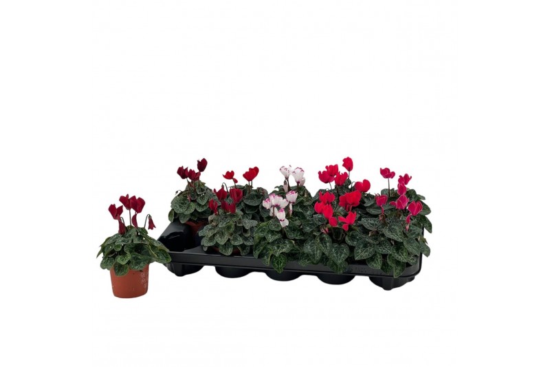 Cyclamen pers. super serie verano Cyclamen Super Serie Verano gemengd  
