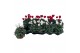 Cyclamen pers. super serie verano Cyclamen Super Serie Verano gemengd  