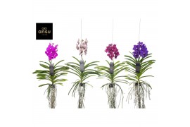 Vanda hybriden Vanda mix Large - Colour Mix 1 tak/plnt