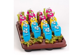 Vleesetende planten Vleesetende planten mix