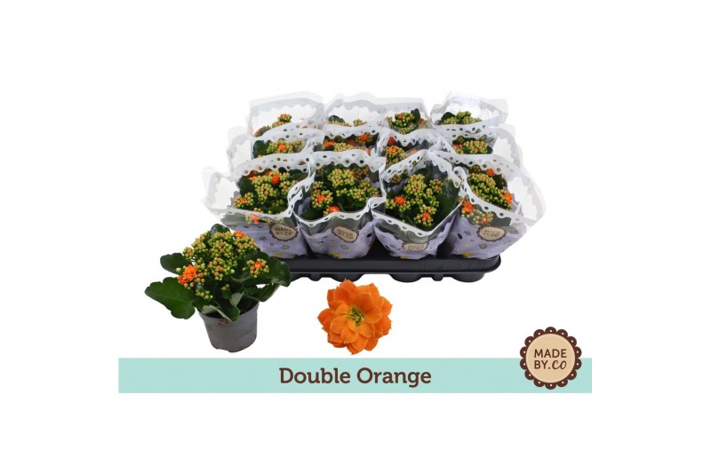 Kalanchoe bloss. demeter orange Kalanchoë Double Orangepp 