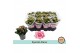 Kalanchoe bloss. rosalina alano bicolor Kalanchoë Special Alanopp 