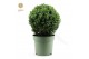 Buxus sempervirens Buxus semp. Ball Ø30cm P2330 cm diameter 
