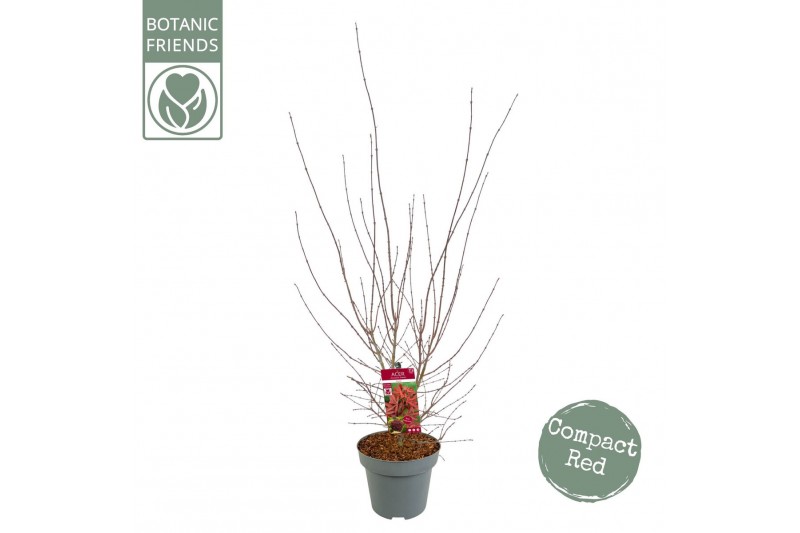 Acer palmatum shaina Acer palm. Shaina C14 struik 