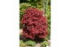 Acer palmatum shaina Acer palm. Shaina C14 struik 