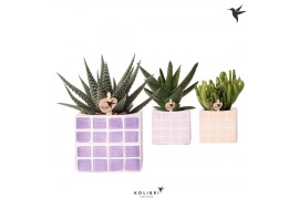 Succulenten mix Kolibri Greens Succulenten mix in Mosa pot pink mix1 p