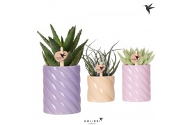 Succulenten mix Kolibri Greens Succulenten mix in Candy pot pink mix1 