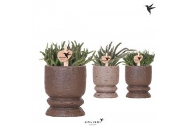 Rhipsalis mix Kolibri Greens Rhipsalis mix in Vintage pot mix1 pp