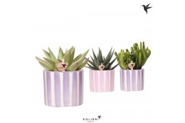 Succulenten mix Kolibri Greens Succulenten mix in Painted Stripe pot p