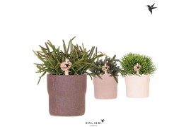 Rhipsalis mix Kolibri Greens Rhipsalis mix in Rustic pot sand mix1 pp