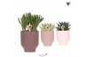 Succulenten mix Kolibri Greens Succulent mix in Beach pot mix1 pp