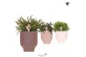 Rhipsalis mix Kolibri Greens Rhipsalis mix in Beach pot mix1 pp