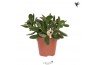Crassula ovata Kolibri Greens Succulenten Crassula Ovata1 pp