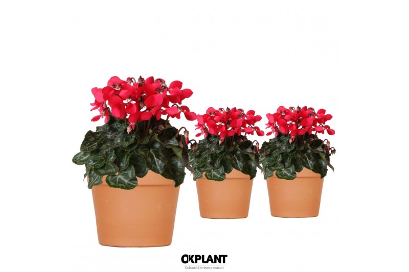 Cyclamen pers. super serie djix Cyclamen Djix red in Terracotta pot25  
