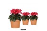 Cyclamen pers. super serie djix Cyclamen Djix red in Terracotta pot25 