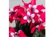 Cyclamen pers. super serie djix Cyclamen Djix red in Terracotta pot25  
