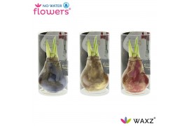 Hippeastrum gewaxt No Water Flowers® Univerz Jupiter in Koker2 tak/pln