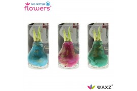 Hippeastrum gewaxt No Water Flowers® Univerz Saturnus in Koker2 tak/pl