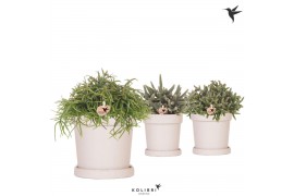Rhipsalis mix Kolibri Greens Rhipsalis mix in Flower pot sand1 pp