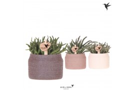 Rhipsalis mix Kolibri Greens Rhipsalis mix in Hieroglyph pot mix1 pp