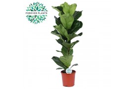 Ficus lyrata Ficus Lyrata p21 1 pp