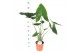 Alocasia zebrina Alocasia Zebrina p21 1 pp 