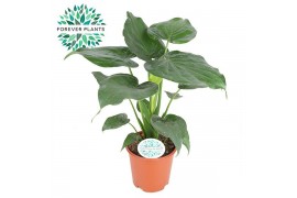 Alocasia cucullata Alocasia Cucullata p21 1 pp