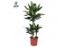 Dracaena frag. der. janet lind Dracaena Janet Lind p21, 45+15+10 (Air  