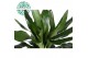 Dracaena frag. der. janet lind Dracaena Janet Lind p21, 45+15+10 3 pp 