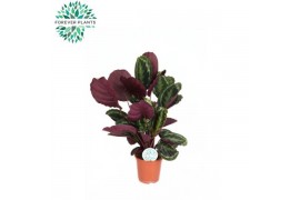 Calathea medaillon Calathea Medallion p21