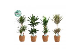 Kamerplanten mix groen Groen Mix kamerplanten p21 in GABY mand 1 pp