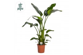 Strelitzia nicolai Strelitzia Nicolai p24 zonder bloem bl. 3 pp