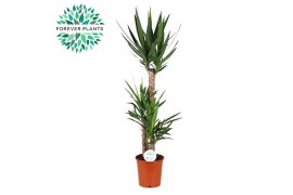 Yucca Yucca p24, 90+45+20 (2+ KOP) 3 pp