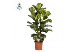 Ficus lyrata Ficus Lyrata, 2pp, p24 (Air so Pure) 2 pp