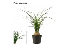 Beaucarnea recurvata Beaucarnea bol 9 cm (Decorum) 1 tak/plnt