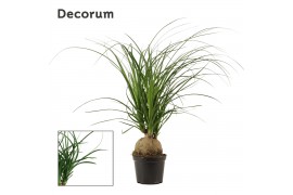 Beaucarnea recurvata Beaucarnea bol 12 cm (Decorum) 1 tak/plnt