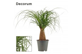 Beaucarnea recurvata Beaucarnea recht 12 cm (Decorum) 1 tak/plnt