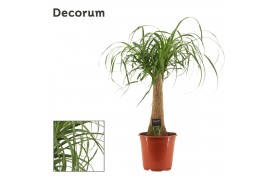 Beaucarnea recurvata Beaucarnea recht 21 cm (Decorum) 1 tak/plnt