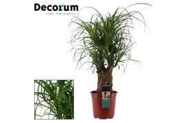 Beaucarnea recurvata Beaucarnea vertakt 21 cm (Decorum) 3 tak/plnt