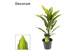 Cordyline fruticosa kiwi Cordyline Kiwi 12 cm ( Decorum ) 1 pp